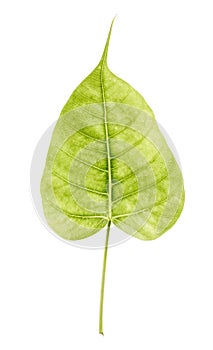 Sacred fig leaf isolated on white background,Ficus religiosa,