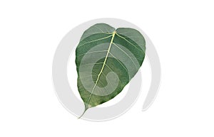 Sacred fig leaf ot photi leaf