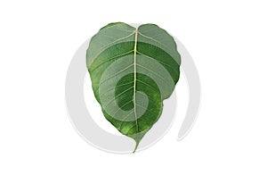 Sacred fig leaf or photi leaf