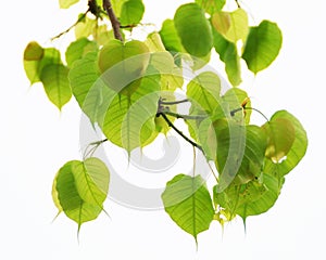 Sacred Fig leaves