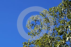 Sacred fig leaves, Ficus religiosa, and blue sky