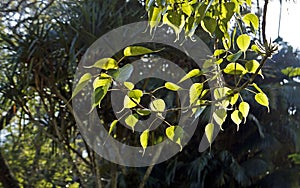 Sacred fig leaves, Ficus religiosa, Rio de Janeiro