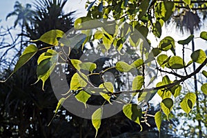 Sacred fig leaves, Ficus religiosa, Rio de Janeiro