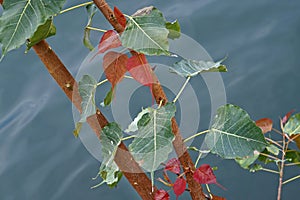 Sacred fig leaves, Ficus religiosa, and water background