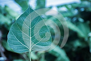 Sacred fig leaves