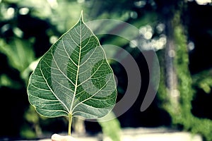 Sacred fig leaves