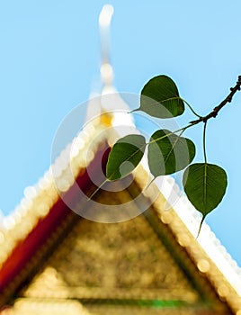 Sacred fig leaves with the temple.