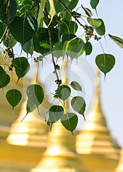 Sacred fig leaves