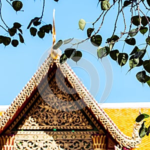 Sacred fig leaves with the temple