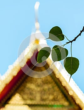 Sacred fig leaves with the temple