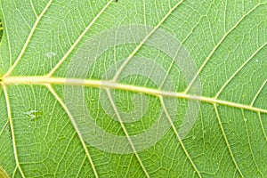 Sacred fig leaves texture