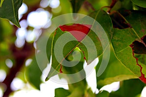Sacred fig Natural Green Leaf Background Wallpaper