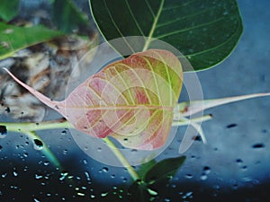 Sacred fig plant leaf with red and green colour and water droplets on glass