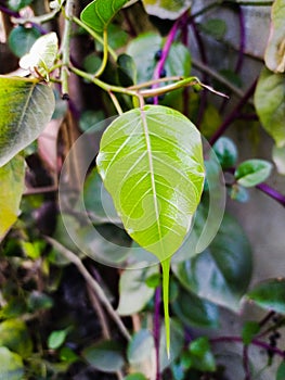 Sacred fig Plant leaves in indian village farm image Ficus religiosa plant leaves image