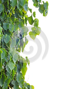 Sacred Fig Tree leaves