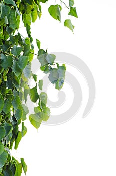 Sacred Fig Tree leaves