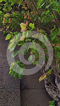 Ayurvedic and religious sacred fig tree with yellow green foliage