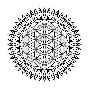 Sacred geometry flower of life circle vector mandala coloring book