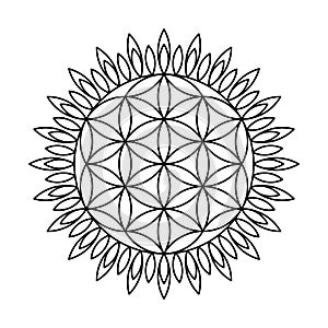 Sacred geometry flower of life circle vector mandala coloring book