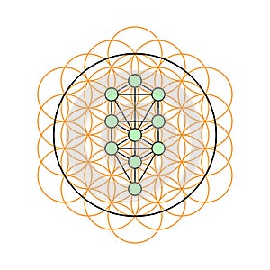 Sacred geometry. Tree of life in a Flower of life