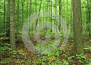 The Sacred Grove photo