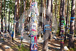 The sacred grove of Buddhists. Multicolored ribbons on the trunks of pine trees.