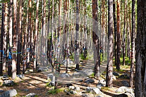 The sacred grove of Buddhists. The trunks of pine trees are tied ribbons