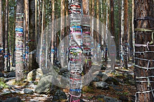 Sacred Grove of tears. Zalaal - tapes, tied to the trees. Arshan village, Buryatia