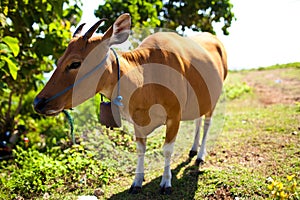 Sacred Hindu cow in Bali