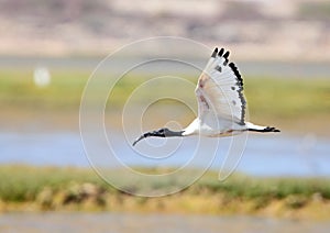 Sacred Ibis