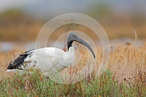 Sacred Ibis