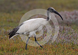 Sacred Ibis