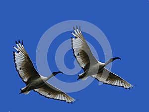 Sacred Ibis