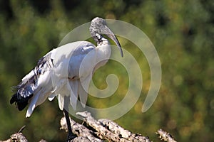 Sacred ibis