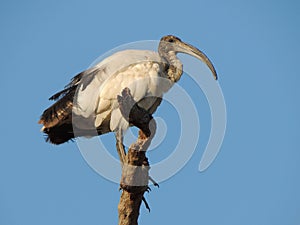 Sacred Ibis