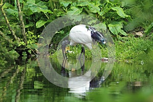 Sacred ibis