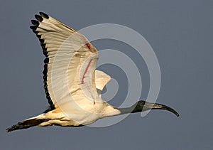 Sacred Ibis