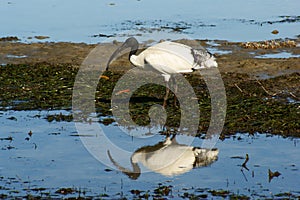 Sacred Ibis