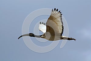 Sacred Ibis photo