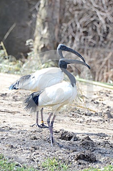 Sacred ibis couple