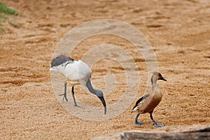 Sacred Ibis and Cute Duck in Natural Environment