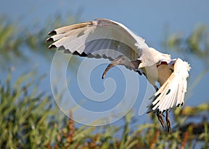 Sacred Ibis in flight