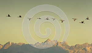 Sacred Ibis in flight at the Alp Mountains