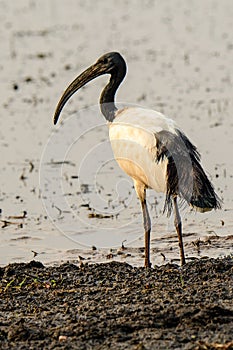 Sacred ibis on the fore shore