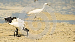 A Sacred Ibis helping a Little Egret