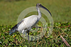 Sacred ibis, Kenya, East Africa