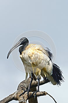 Sacred ibis, Lake Naivasha, Kenya