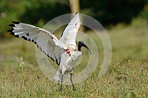 Sacred ibis, Lake Naivasha, Kenya