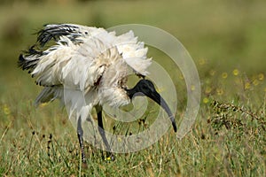 Sacred ibis, Lake Naivasha, Kenya