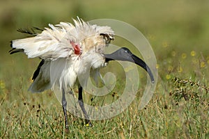 Sacred ibis, Lake Naivasha, Kenya